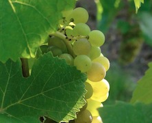 raisin_accueil